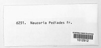 Agrocybe pediades image